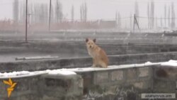 Ձկնաբուծարանները ջրազրկում են Արարատի և Արմավիրի գյուղերը