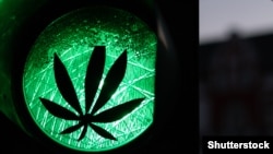 Законопроект о контроле конопли уже поступил в парламент