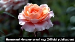 Иллюстрациялык сүрөт. 