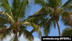 Какосавая пальма