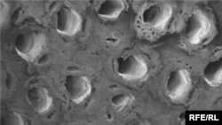 Так виглядає деревина раттану на кінцевій стадії обробки, майже готовий матеріал для імплантації