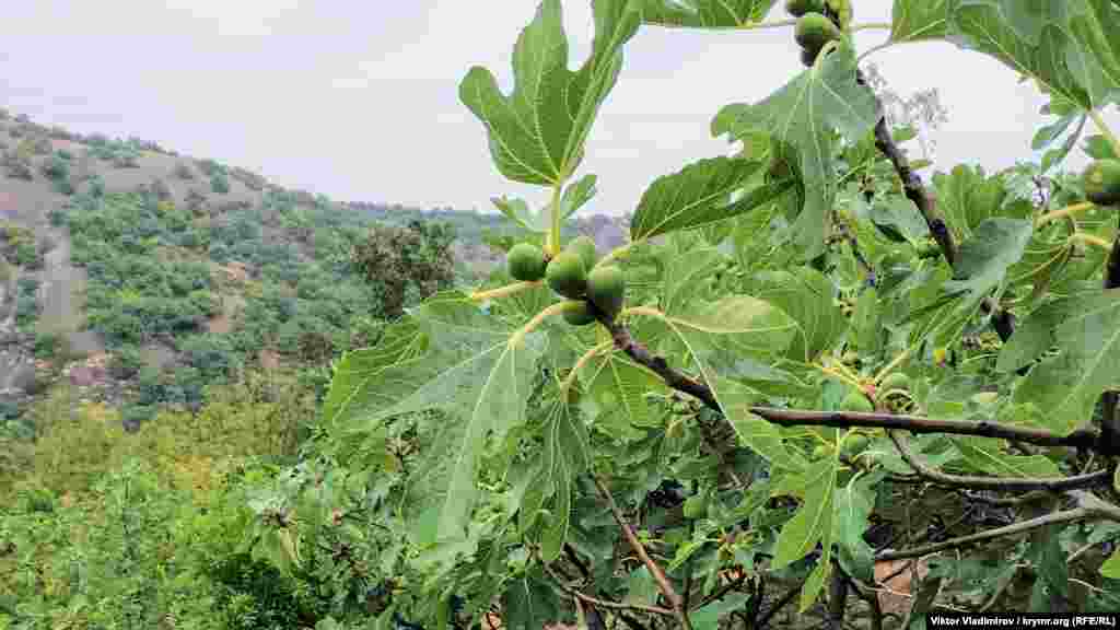 İncir teregi aman-aman er azbarda öse. Avgustnıñ başında birinci bereketni cıyalar, aynıñ soñunda ise ekincisi pişe