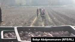 Кулдар картошка талаасында иштешкен