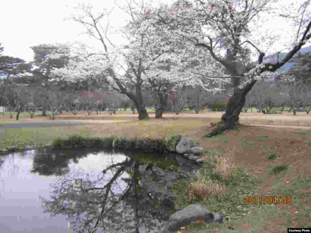 Сакура гүлдөгөндө. 7-сүрөт. Бак сөөлөтү. - Күн Чыгышта окуп жаткан кыргыз студенти Алмагүл айымдын сүрөттөрүнөн. Жапония. “Азаттык” үналгысы. 2011-жылдын апрели. (Окурмандын кат куржуну).  7-сүрөт.