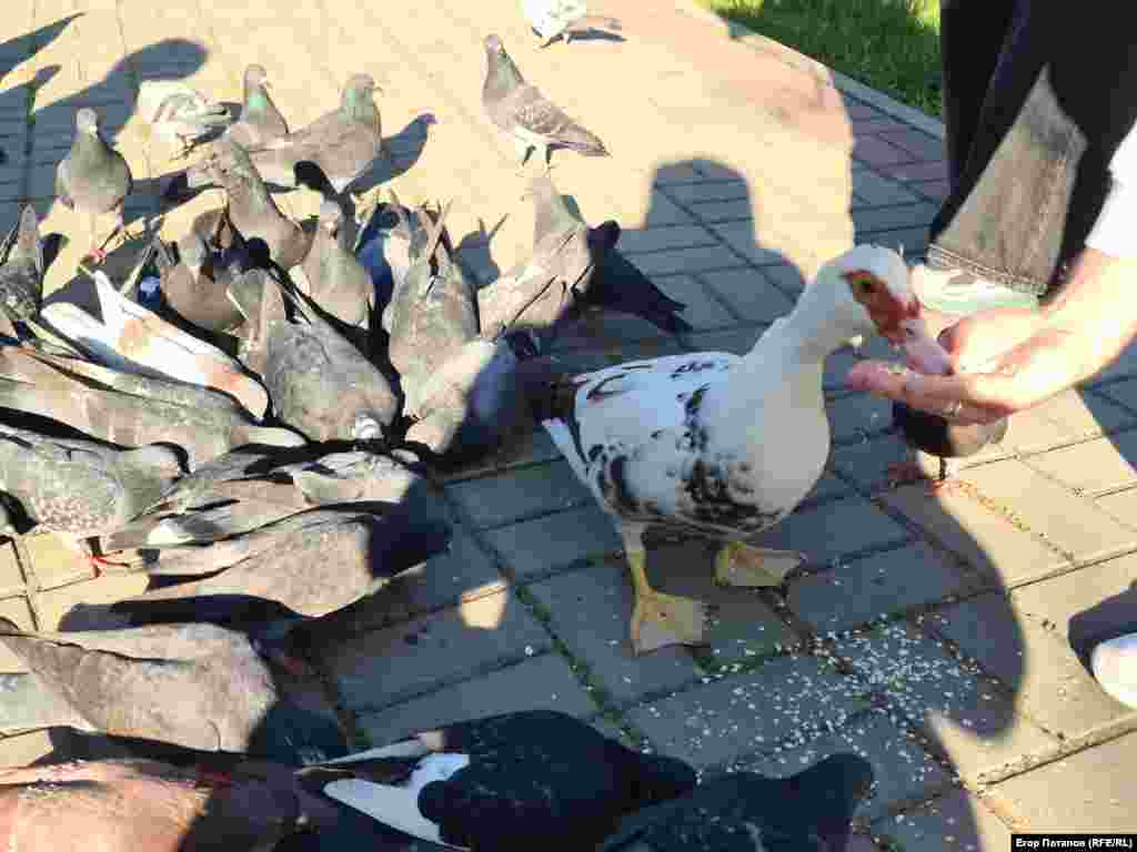 Птицы, проживающие в парке, очень ручные