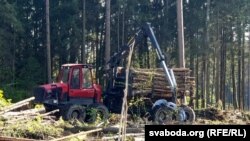 Нарыхтоўкі лесу на Магілёўшчыне, 2019 год. Ілюстрацыйнае фота