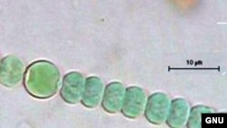 گونه‌ای از باکتری‌ها