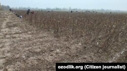 Жиззах вилоятидаги пахта даласи