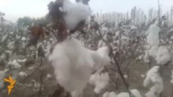 OZOD-VIDEO: Ëпиштирилган пахталар ҳамон Бош вазирни кутмоқда