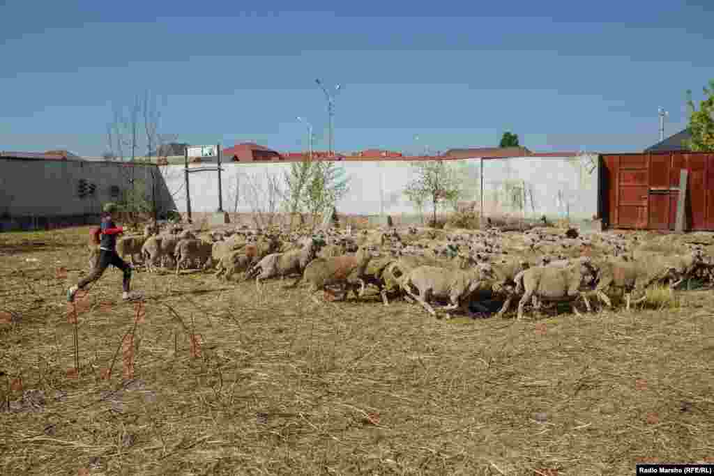 Мичуринерчу дуккхаъчарна кхочур ду дакъа