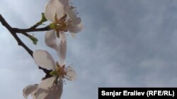 Бадам гүлү. 