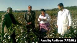 Pambıq plantasiyası