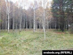 Адна зь мясьцін у лесапарку, дзе расстрэльвалі людзей.