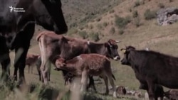 Ош: күйдүргү чыккан айыл карантинге алынды