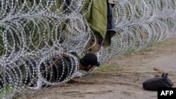 Біженець повзе під металевим парканом на угорсько-сербському кордоні. 26 серпня 2015 року