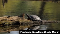 За словами активістів, такі черепахи живуть у середмісті Києва – на Совських ставках