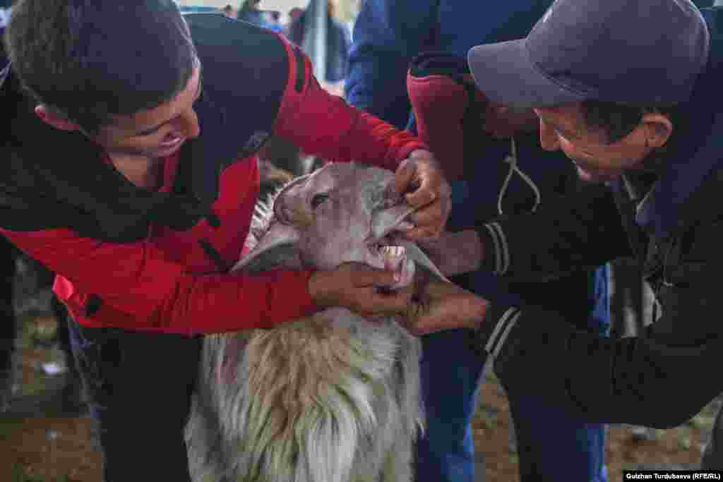 Определить возраст и здорово ли животное можно по зубам.&nbsp;