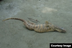 Тақдири сусморе, ки соли гузашта дар вилояти Бодканди Қирғизистон ба дасти як гурӯҳе аз ҷавонон афтод.