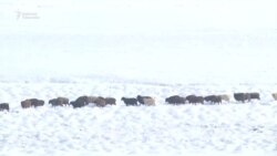 Мал издеп тоңуп калган жигиттер