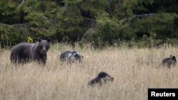 Мядзьведзі ў Бярэзінскім запаведніку, архіўнае фота