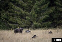 Мядзьведжая сям'я ў Бярэзінскім біясферным запаведніку. Архіўнае фота