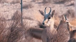 Жейрендер жер кыртышын сактайт