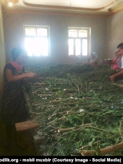 Аксар ҳудудларда бу йил пиллани касаначилар етиштирди.