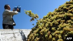 Несмотря на то, что в Южной Осетии есть много отличных мастеров, которые хранят многовековую культуру виноделия, они вынуждены ограничить себя в объемах производства