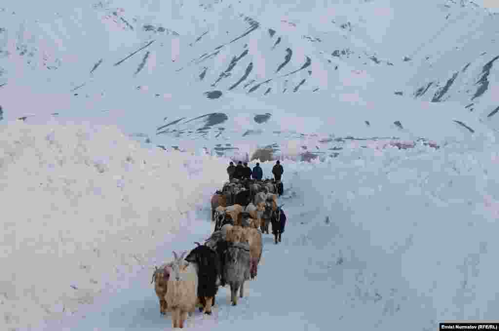 Из-за морозов в горных районах катастрофически не хватает кормов для домашнего скота. 