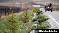 Бишкекте тигилген ийне жалбырактуу карагайлар.