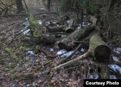 Лес у маіх ваколіцах. Фота 1. Вёска Вязавец, Стаўпецкі раён. Сакавік 2016