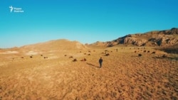 Разоренные пастбища, увеличение поголовья скота...