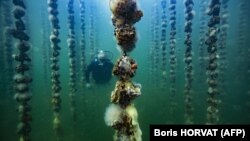 Щоб позбутися «шкідників» доводилося або діставати обладнання, або очищати його на місці групами водолазів. Усього виловили 14 тонн устриць.