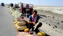 Diňle: Gawun-garpyzlaryny şagal iýýän daýhanlar döwletden kömek soraýar