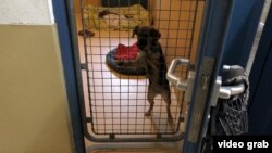 Бездомний собака на прізвисько Вітамінка з білоруського Кобрина в австрійському притулку Wiener Tierschutzverein