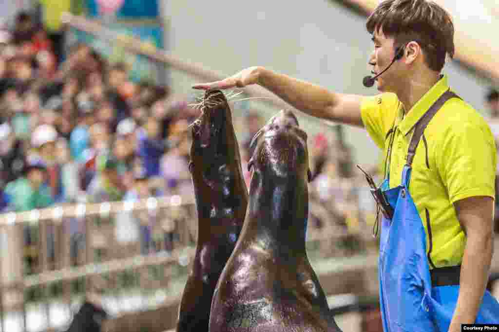 Приручить животных может не каждый. Надо чувствовать их. Иметь терпение и безграничную любовь к братьям меньшим. Дрессировщик. Фотография сделана в 2014 году в городе Сеул. Автор Бектур Стамкулов.