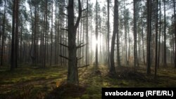 Белавеская пушча, кастрычнік 2017 году 