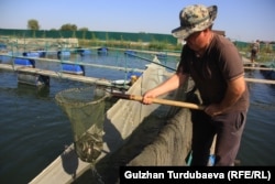 Балык чарбасы.