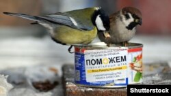 И этим птицам кое-что досталось с гуманитарной помощи Фонда Рината Ахметова. Донецкая область