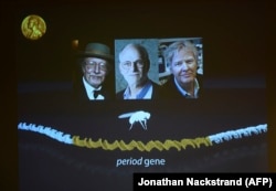 Физиология жана медицина боюнча Нобел сыйлыктарынын ээлери (солдон оңго): Жеффри Холл, Майкл Росбаш жана Майкл Янг. 02.10.2017.