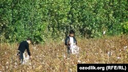 Мальчики собирают хлопок. Самаркандская область, Узбекистан. 14 октября 2014 года.