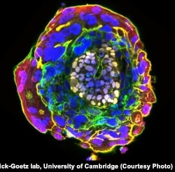 Кишинин 11 күндүк эмбриону.