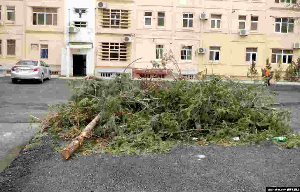 Parahat-4 Kici etrapçasynda agaçlaryň çapylmagy dowam edýär.