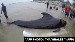 Пилотный кит, обнаруженный в одном из проливов на юге Таиланда