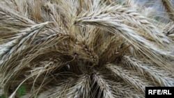 В Офісі генпрокурора повідомили, що відкрили кримінальне провадження через викрадення загарбниками зерна з території сільгосппідприємства