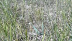  Şaly suwsuz bolmaz – palaw bugsuz bolmaz: Lebaply şalyçylar suw ýetmezçiliginden şikaýat edýär