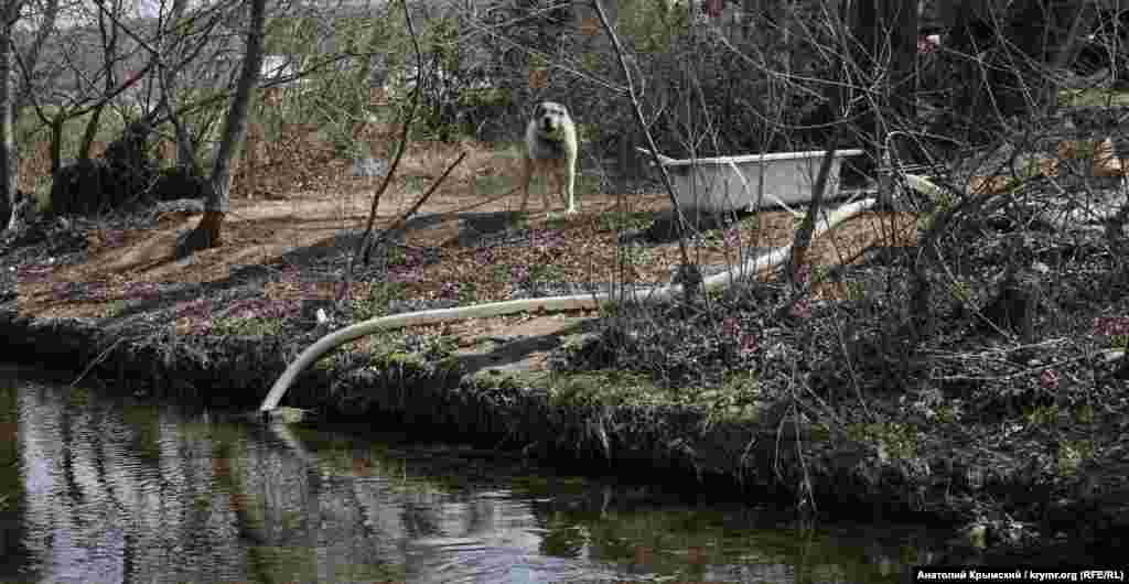 Cilek ve erte yetişken sebzelerni suvarmaq içün suvnı Almadan pompalaylar