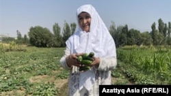 65 ёшли Галатмо Алиева биоўғитлар ёрдамида етиштирилган бодрингларни териб олмоқда.