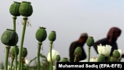 Иллюстративное фото 