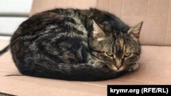 За словами організаторів, підрахунок котів стане першим у світі